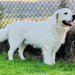 Finn - Golden Retriever