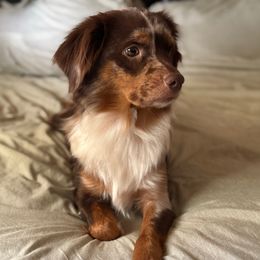 Birdie - Miniature Australian Shepherd