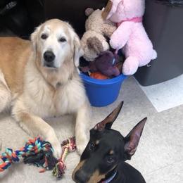 Doberman Pinscher Puppies from Jensen Dobermans