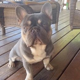 Dozer - French Bulldog