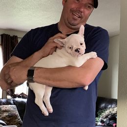 Boston Terrier, Companion Cross, and French Bulldog Puppies from High Plains French Bulldogs,Boston Terriers and Frenchtons.