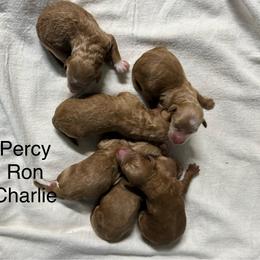 Percy - Red  male Goldendoodle puppy in Golden, Colorado from Golden Mesa Doodles