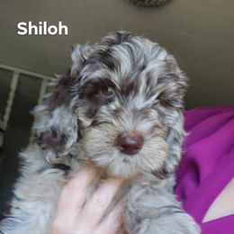 SHILOH - Merle female Goldendoodle puppy in St. George, South Carolina from Southern Hunters Mini Goldendoodles