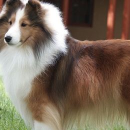 Shetland Sheepdogs from Karisma