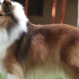 Shetland Sheepdogs from Karisma