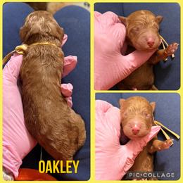 Oakley - Red  female Poodle puppy in Mount Vernon, Illinois from AMC Poodles