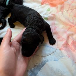 MinuteTech (Minute) - Blue female Poodle puppy in Killingly, Connecticut from Isfahel Kennels