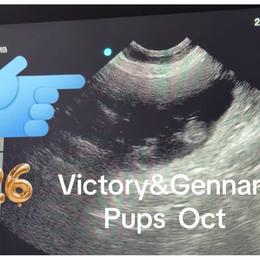 German Shepherd puppies from Vom Broward Haus