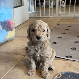 Goldendoodle Puppies from Goldendoodles of Anchor Bay