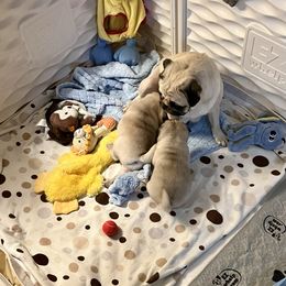 Pug Puppies from Purelypugs.love