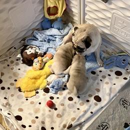 Pug Puppies from Purelypugs.love