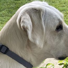 Winter - Labrador Retriever