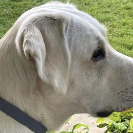 Winter - Labrador Retriever