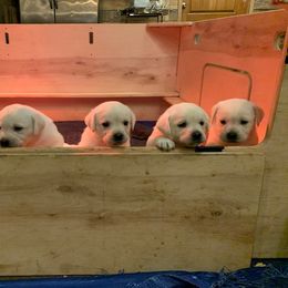 Labrador Retriever Puppies from Saddle Creek English Labradors