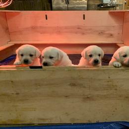 Labrador Retriever Puppies from Saddle Creek English Labradors
