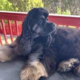 Money - Cocker Spaniel