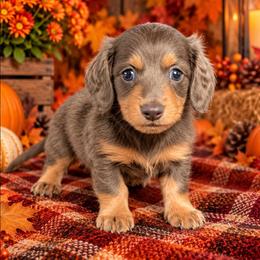 Casper - Gray (blue) and tan male Dachshund puppy in Fultonville, New York from Sandy Aussies, Mini Dachshunds & Pomeranians