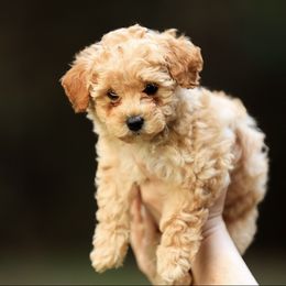 Poodle Puppies from Emerald Mini Poodles