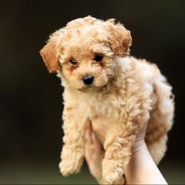 Poodle Puppies from Emerald Mini Poodles