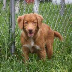Nova Scotia Duck Tolling Retriever Puppies from Neff Tollers