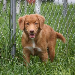 Nova Scotia Duck Tolling Retriever Puppies from Neff Tollers
