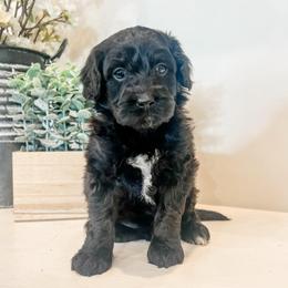 Fern - Black and white female Aussiedoodle puppy in Flagstaff, Arizona from Gunstock Doodles