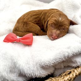 Marnie red - Red  female Goldendoodle puppy in Lewisville, Texas from Zink Doodles