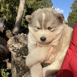 Adidas - Gray and white female Siberian Husky puppy in Everett, Washington from Addison Grove Huskies
