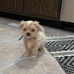 Poppy - Cafe au lait male Maltipoo puppy in Fredericksburg, Ohio from Edna Keim