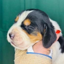 Green - Black white and brown male Basset Hound puppy in Justin, Texas from S&G's Bassets