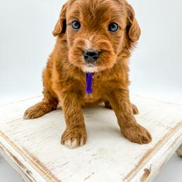 Nerds - Red  female Goldendoodle puppy in Sunman, Indiana from Brunsman Country Doodles LLC