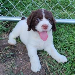 Pleasure - White and liver female English Springer Spaniel puppy in Kingsport, Tennessee from Leandra's English Springer Spaniels