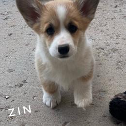 Zin - Red female Pembroke Welsh Corgi puppy in Vernal, Utah from Bingo's Kennel