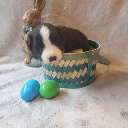 Boy 2 - Black and white Border Collie puppy in New York from Otter Creek Dogs