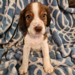 Black collar - Black white and tan male English Springer Spaniel puppy in Anderson, South Carolina from Hembree Creek Springers