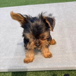 Patron - Black and tan male Yorkshire Terrier puppy in Ocala, Florida from Yorkie  And Shih Tzu Love