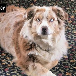 Piper - Australian Shepherd