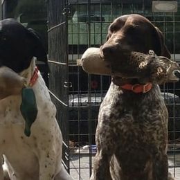 German Shorthaired Pointers from Long Lakes Kennel LLC