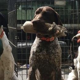 German Shorthaired Pointers from Long Lakes Kennel LLC