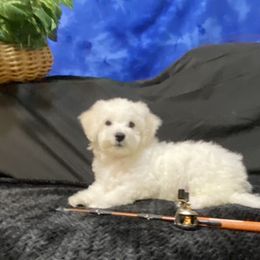 Bichon Frise All Grown Up from BichonSTL and Bi