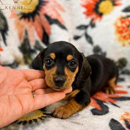 Merryweather - Black and tan female Dachshund puppy in Hope, Arkansas from JK Kennel