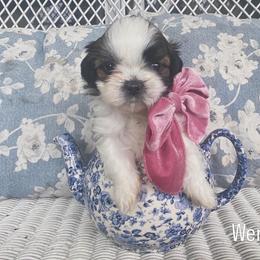 Shih Tzu Puppies from Tiny Bubbles Shih Tzus
