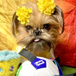Bea - Brussels Griffon