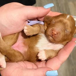 Purple - Apricot female Cavapoo puppy in Georgetown, Texas from Mc Doodles of Texas LLC