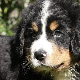 Bernese Mountain Dogs from Smith Farms and Kennels
