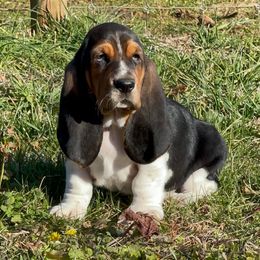 Basset Hounds from Maple Farm Bassets