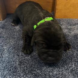 Lime Green - Black female Cane Corso puppy in Homeland, California from Dal Deserto Cane Corso