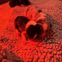 Border Collie puppies from Hounds of Rabbit Hill