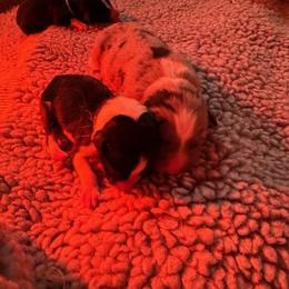 Border Collie puppies from Hounds of Rabbit Hill