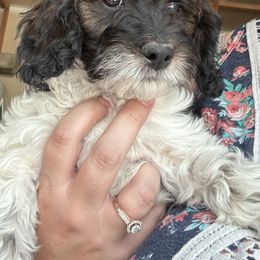 Bernedoodle, Cavapoo, and Poodle Puppies from Liberty Farms Puppies